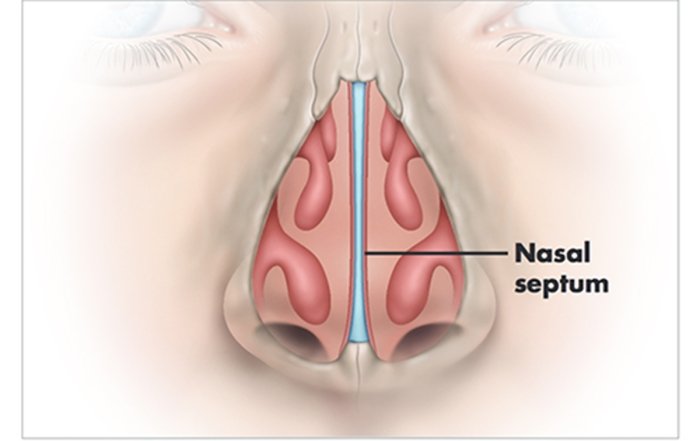 Nasal septum