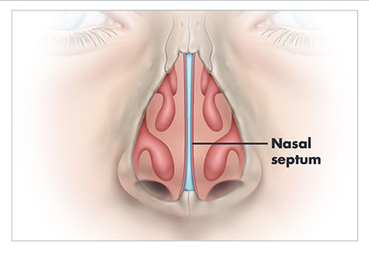 Nasal septum